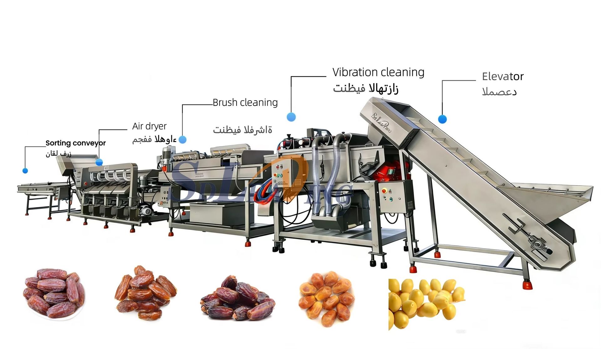 Industrial Automatic Palm Dates Processing Machine Dates Washing Machine and Weight Size Grading Sorting Machine for Medjool