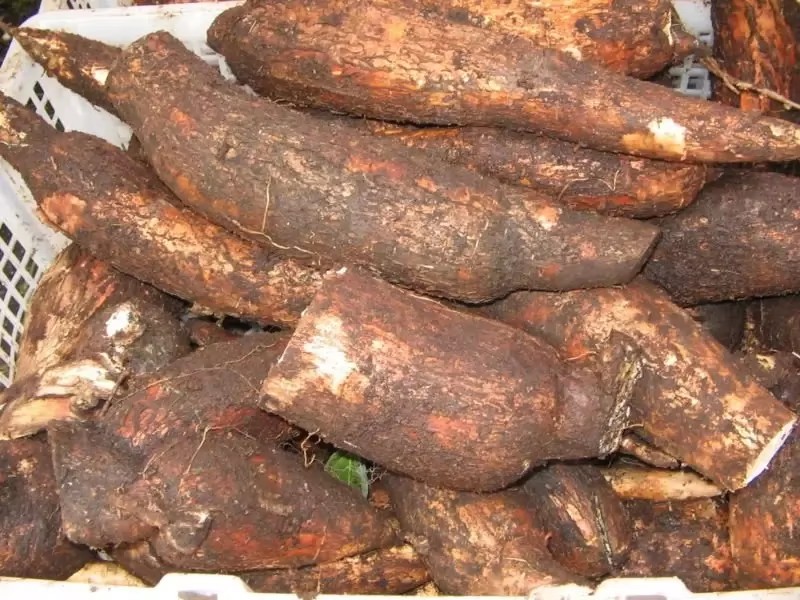 High Quality Fresh Cassava Tapioca Chips -100% Natural 20kg 10cm Q588741 12 Months Shelf Life