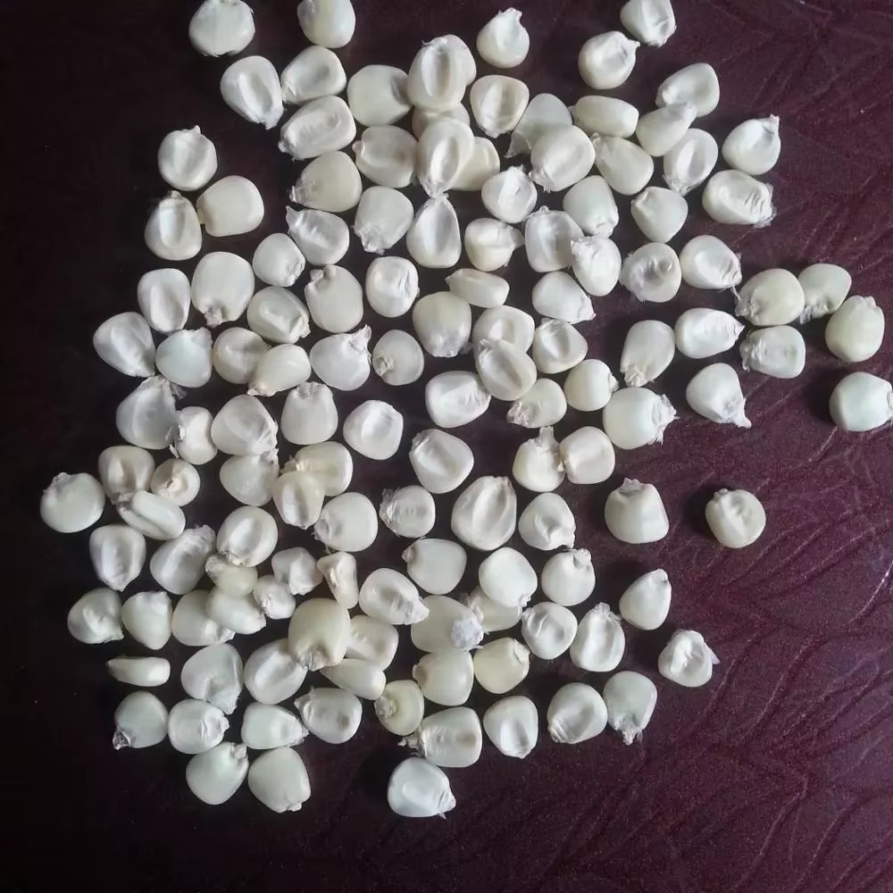 IQF AD Process Dried Non-Glutinous Sweet Corn-GMO Yellow White 2 Year Shelf Life 100% Maturity 100kg Bags Made - Brand