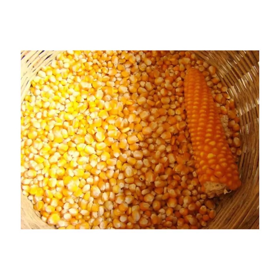 IQF AD Process Dried Non-Glutinous Sweet Corn-GMO Yellow White 2 Year Shelf Life 100% Maturity 100kg Bags Made - Brand