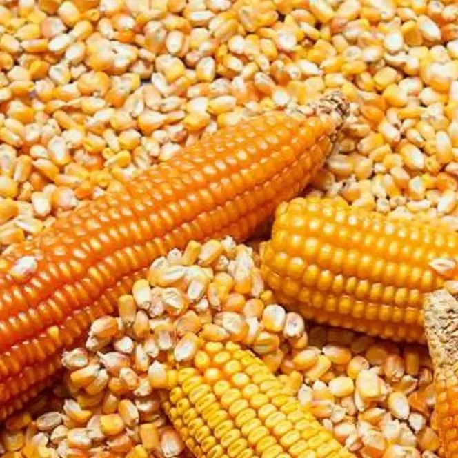 IQF AD Process Dried Non-Glutinous Sweet Corn-GMO Yellow White 2 Year Shelf Life 100% Maturity 100kg Bags Made - Brand