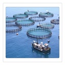 40 Meters Round Hdpe Floating Aquaculture Traps for Agriculture Fish Farming