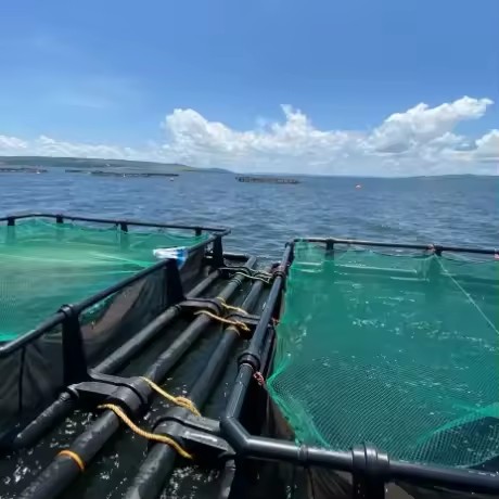 Lake Victoria Fish Cage HDPE Floating Tilapia Farming Cage Manufacturer
