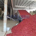 Leading Technology Chili Cleaning Drying and Grinding Production Line Chili Mesh Belt Dryer