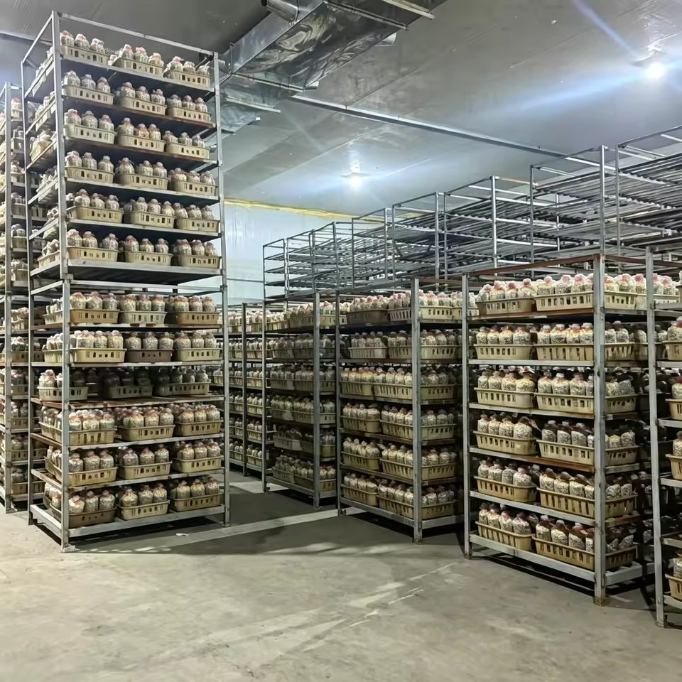 High Quality Industrial Large Cold Storage Warehouse Cold Room for Mushroom Cultivating Growing Farm Over 200sqm