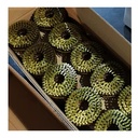 Factory 15 Degree Collated Coil Nails Pallet Pneumatic Nailer Use Coil Nails Wire Nails