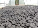 Coconut Shell Pillow Charcoal Briquettes Manufacturer Machine Made Uniform Shape Low Price Low MOQ