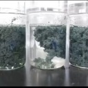 Polyacrylamide Petroleum Additives (Oilfield Auxiliaries)