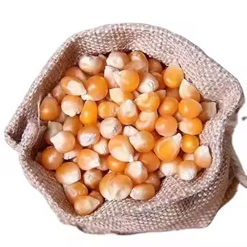 IQF AD Process Dried Non-Glutinous Sweet Corn-GMO Yellow White 2 Year Shelf Life 100% Maturity 100kg Bags Made - Brand