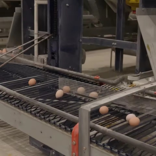 Full Automatic Egg Collection System Complete Egg Gathering Equipment for H Frame Layer Chicken Cage Poultry Farm